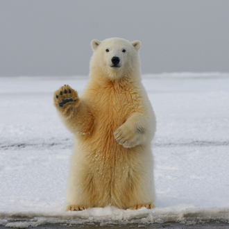 Polar Bear