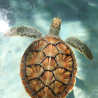 Sea Turtle