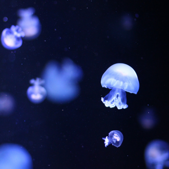 Jellyfish