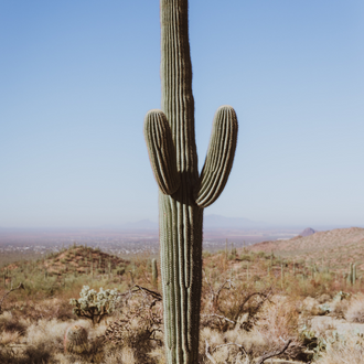 Cactus